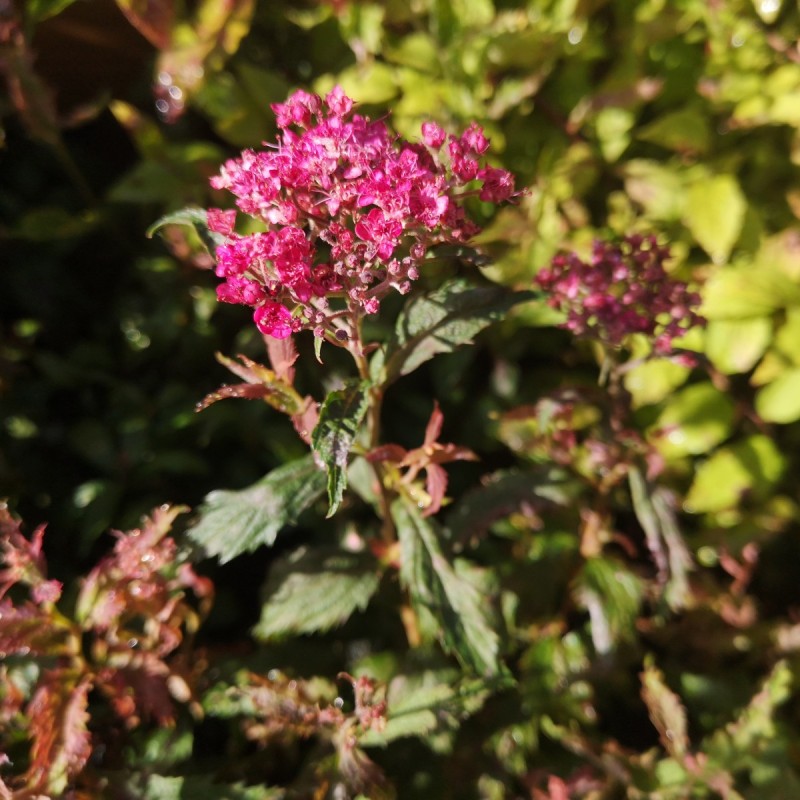 Kruset Spiræa - Spiraea japonica Crispa