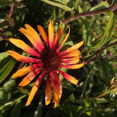 Purpursolhat Fiery Meadow Mama - Echinacea purpurea Fiery Meadow Mama