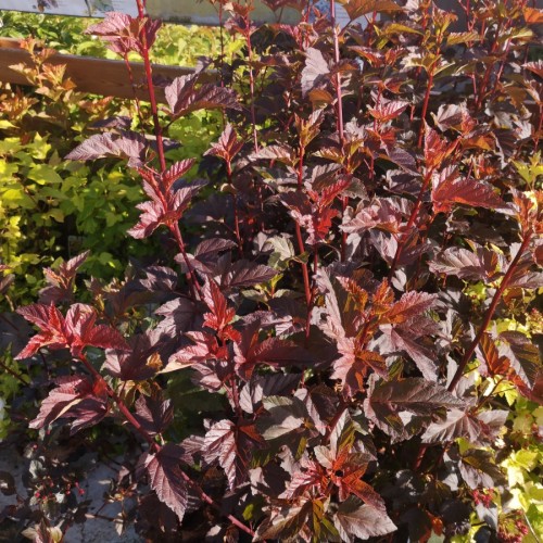 Rødbladet Blærespiræa Diabolo - Physocarpus opulifolius Diabolo