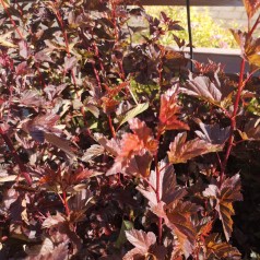 Rødbladet Blærespiræa Summer Wine 30-60 cm. - Physocarpus opulifolius Summer Wine