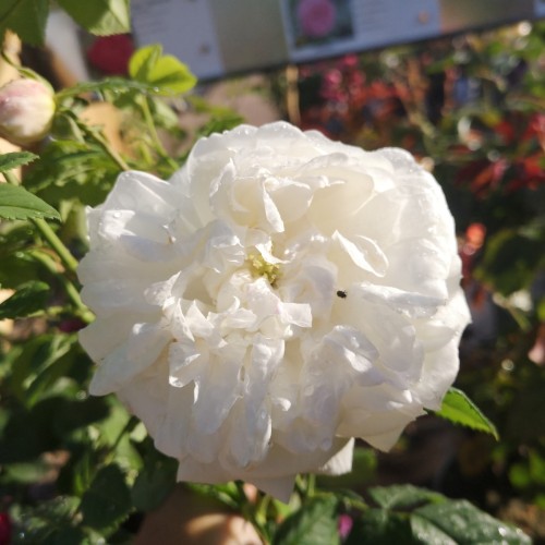 Rose Mme Plantier - Klatrerose