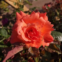 Rose Westerland - Buskrose