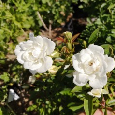 Rose White Cover - Bunddække roser Towne & Country