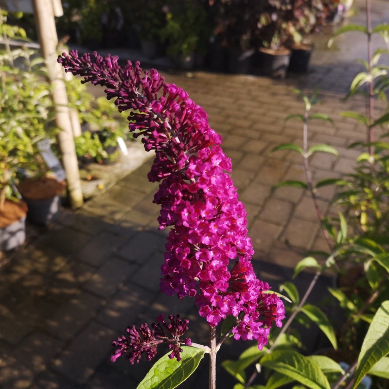 Sommerfuglebusk Royal Red 30-50 cm. - Buddleja davidii Royal Red