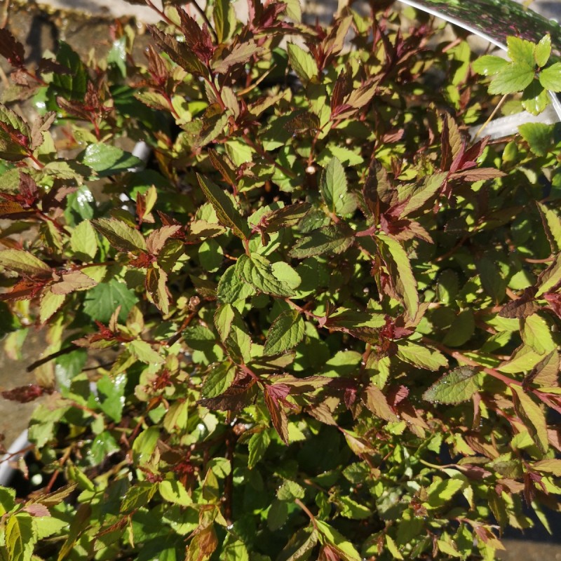 Spiræa Double Play Artist - Spiraea japonica Double Play Artist