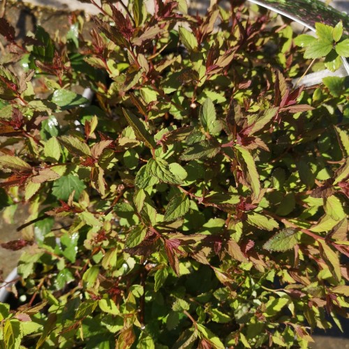Spiræa Double Play Artist - Spiraea japonica Double Play Artist