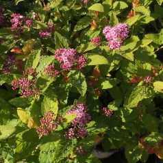 Spiræa Double Play Big Bang - Spiraea japonica Double Play Big Bang