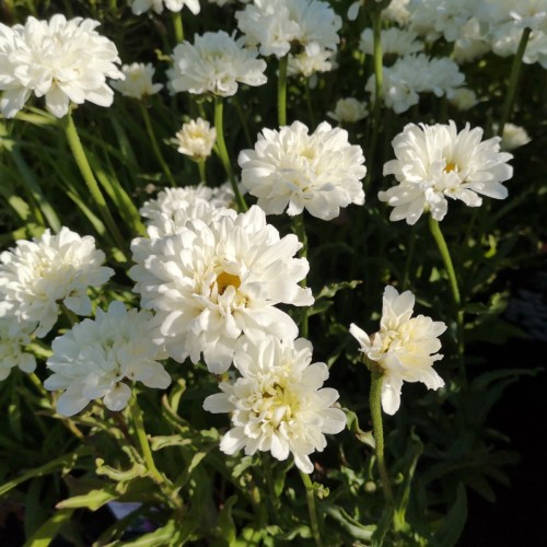 Kæmpemargerit Victorian Secret - Leucanthemum superbum Victorian Secret