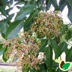 Honningtræ / Bi-træ ('Tetradium' Euodia Daniellii Var Huphensis)