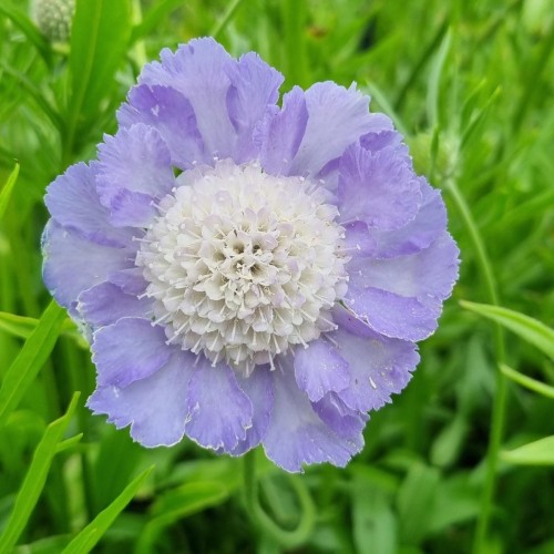 Skabiose Perfecta - Scabiosa caucasica Perfecta