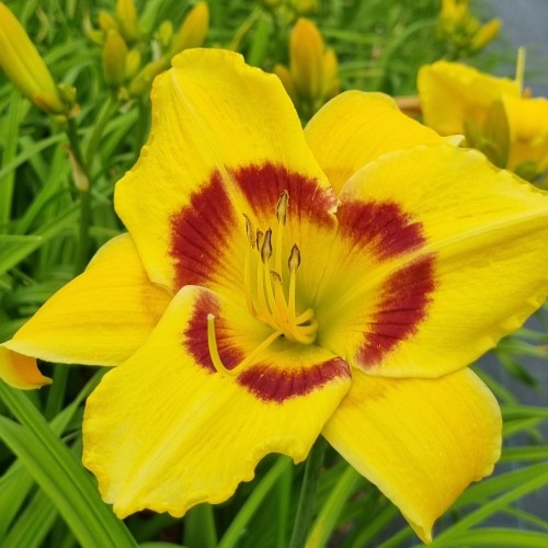 Daglilje King Georg - Hemerocallis hybrid King Georg