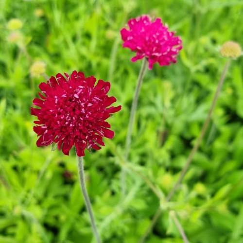 Blåhat Mars Midget - Knautia macedonica Mars Midget