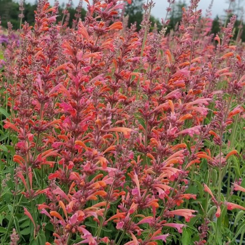 Anis Isop Tangerine Dream - Agastache hybrid Tangerine Dream