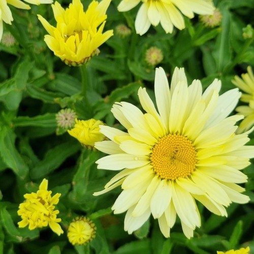 Kæmpemargerit Banana Cream - Leucanthemum superbum Banana Cream