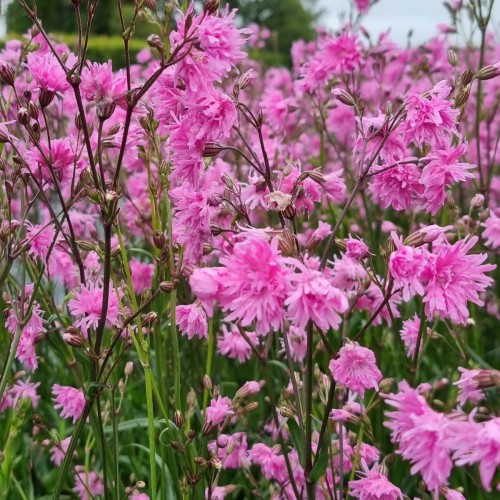 Trævlekrone Petite Jenny - Lychnis flos-cuculi Petite Jenny