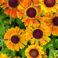 Solbrud Short n´Sassy - Helenium hybrid Short n´Sassy