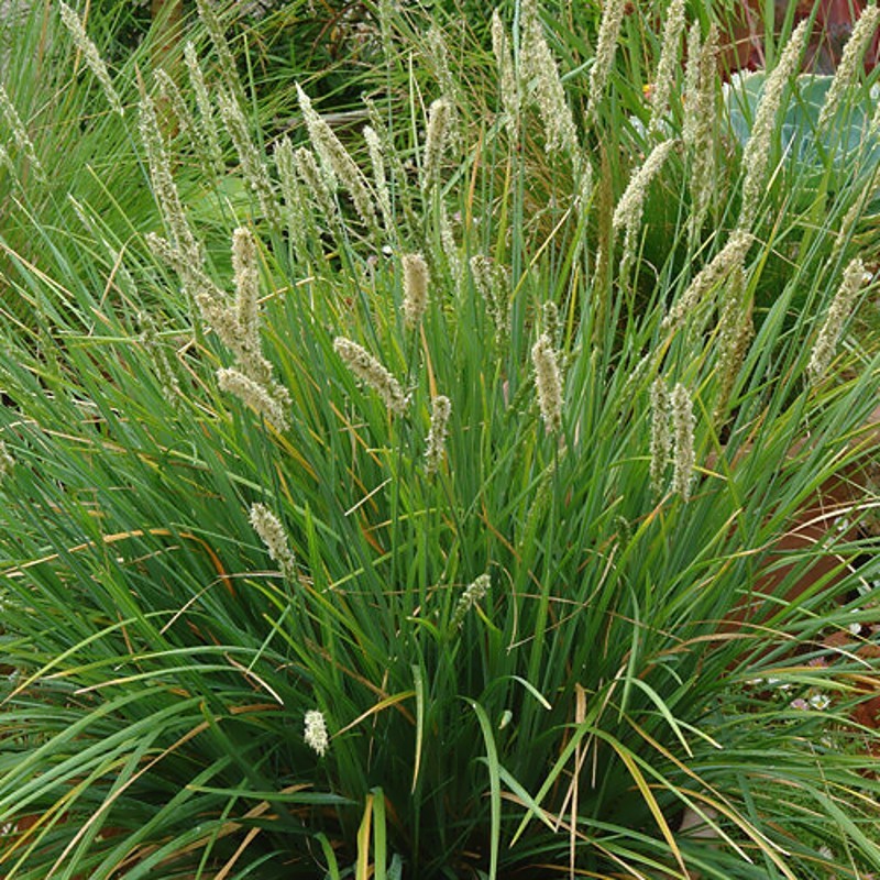 Blåaks - Sesleria autumnalis