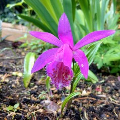 Tibetorkide - Pleione formosana