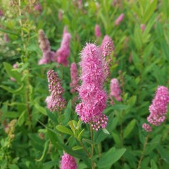 Rævehalespiræa 30-60 cm. - Spiraea billiardii