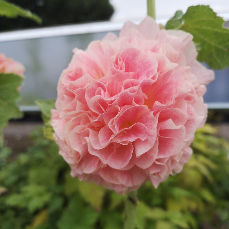 Stokrose Apricot - Alcea rosea Pleniflora Apricot