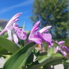 Falsk Orkide Ant Marian - Roscoea purpurea Ant Marian