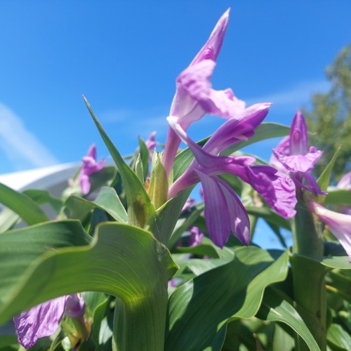 Falsk Orkide - Roscoea purpurea