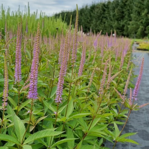 Virginsk Ærenpris Fascination - Veronicastrum virginicum Fascination