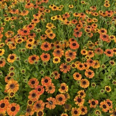 Solbrud Short n´Sassy - Helenium hybrid Short n´Sassy