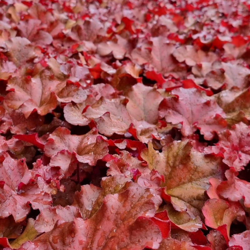 Alunrod Boysenberry - Heuchera hybrid Boysenberry