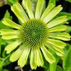 Purpursolhat SunSeekers Apple Green - Echinacea purpurea SunSeekers Apple Green