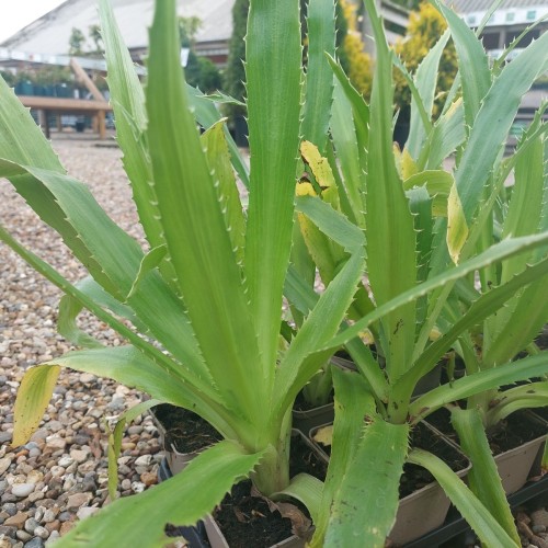 Mandstro Agavifolium - Eryngium agavifolium