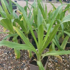 Mandstro Agavifolium - Eryngium agavifolium