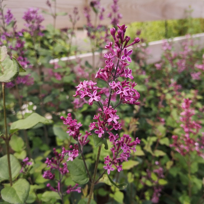 Dværgsyren Bloomerang Dark Purple på 100 cm. stamme - Syringa Bloomerang Dark Purple