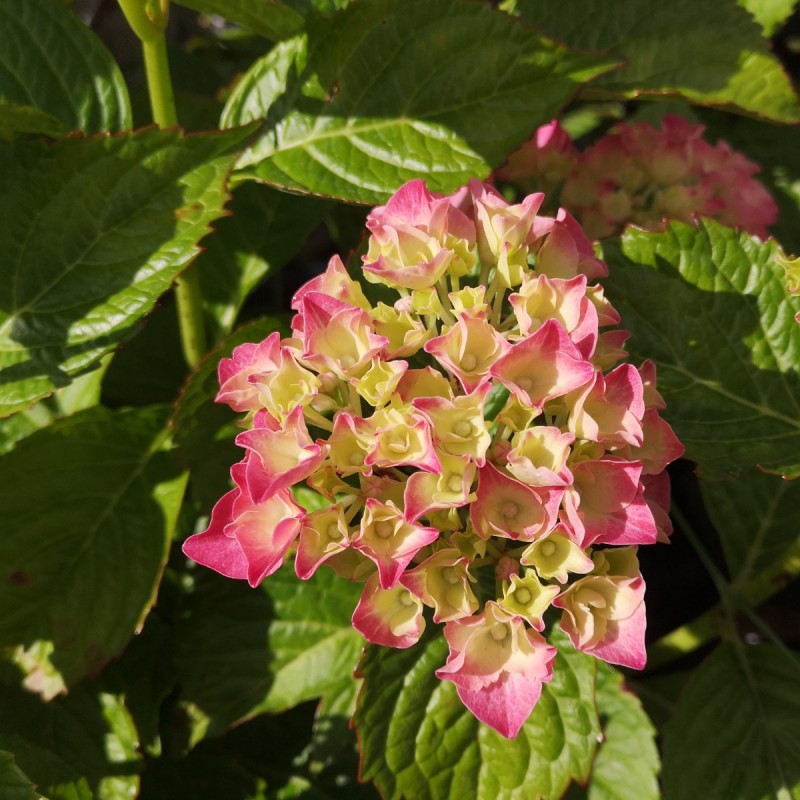 Hortensia Bella - Hydrangea macrophylla Bella