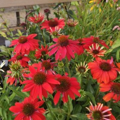 Purpursolhat Lakota Red - Echinacea purpurea Lakota Red