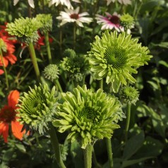 Purpursolhat SunSeekers Apple Green - Echinacea purpurea SunSeekers Apple Green