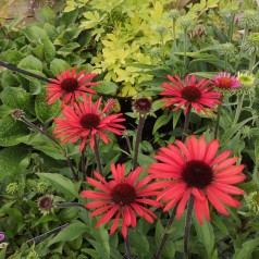 Purpursolhat SunSeekers Orange - Echinacea purpurea SunSeekers Orange