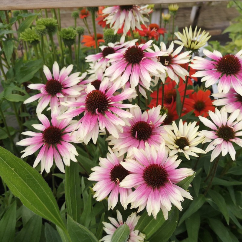 Purpursolhat White Purple - Echinacea purpurea Sombrero White Purple