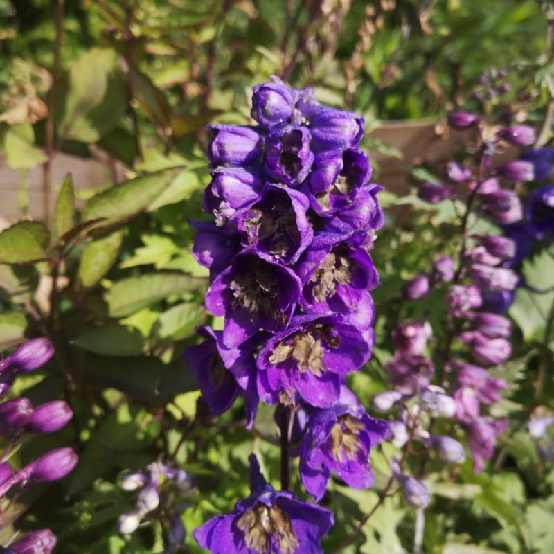 Ridderspore Black Knight - Delphinium pacific Black Knight