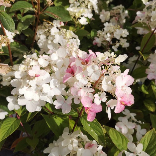 Syrenhortensia Fire Light 30-60 cm. - Hydrangea paniculata Fire Light