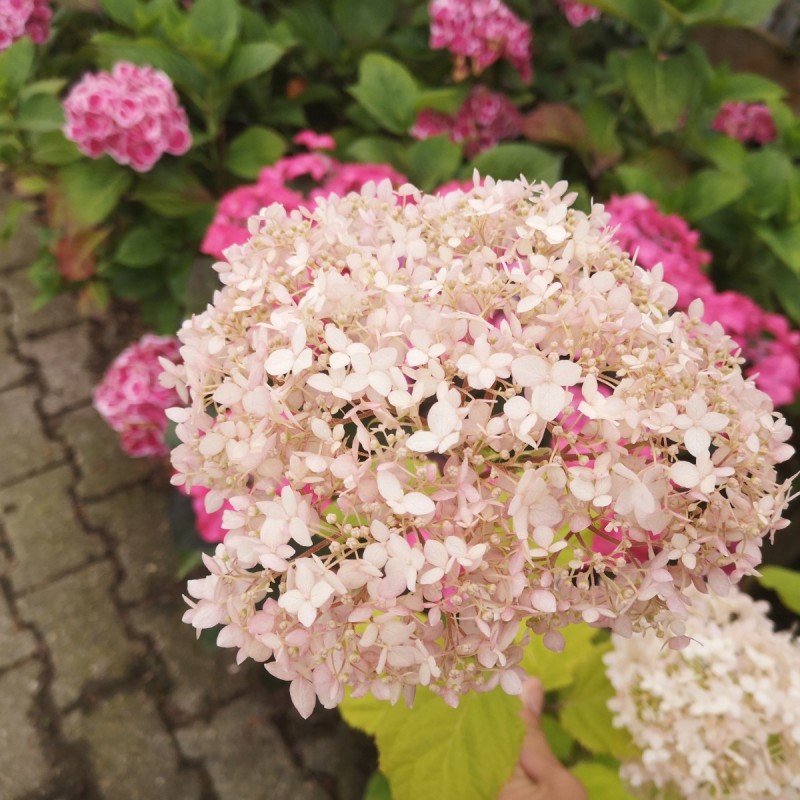 Træagtig Hortensia Marshmallow 25-50 cm. - Hydrangea arborescens Candybelle Marshmallow