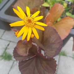 Nøkketunge Britt Marie Crawford - Ligularia dentata Britt Marie Crawford