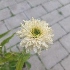 Purpursolhat SunSeekers White Beauty - Echinacea purpurea SunSeekers White Beauty