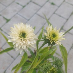 Purpursolhat SunSeekers White Perfection - Echinacea purpurea SunSeekers White Perfection