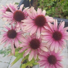 Purpursolhat White Purple - Echinacea purpurea Sombrero White Purple