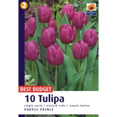 Tulipanløg Purple Prince - Triumph Tulipan / 10 Løg