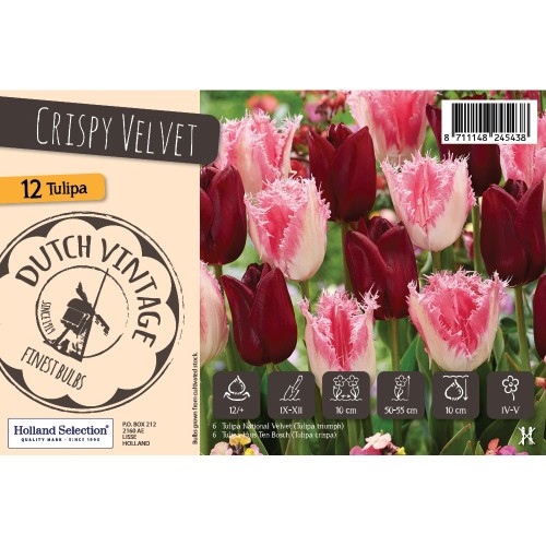 Tulipanløg mix - Crispy Velvet, Dutch Vintage 12 Løg