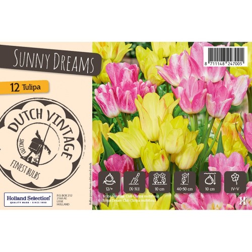 Tulipanløg - Sunny Dreams, Dutch Vintage 12 Løg