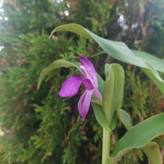 Falsk Orkide India - Roscoea auriculata India