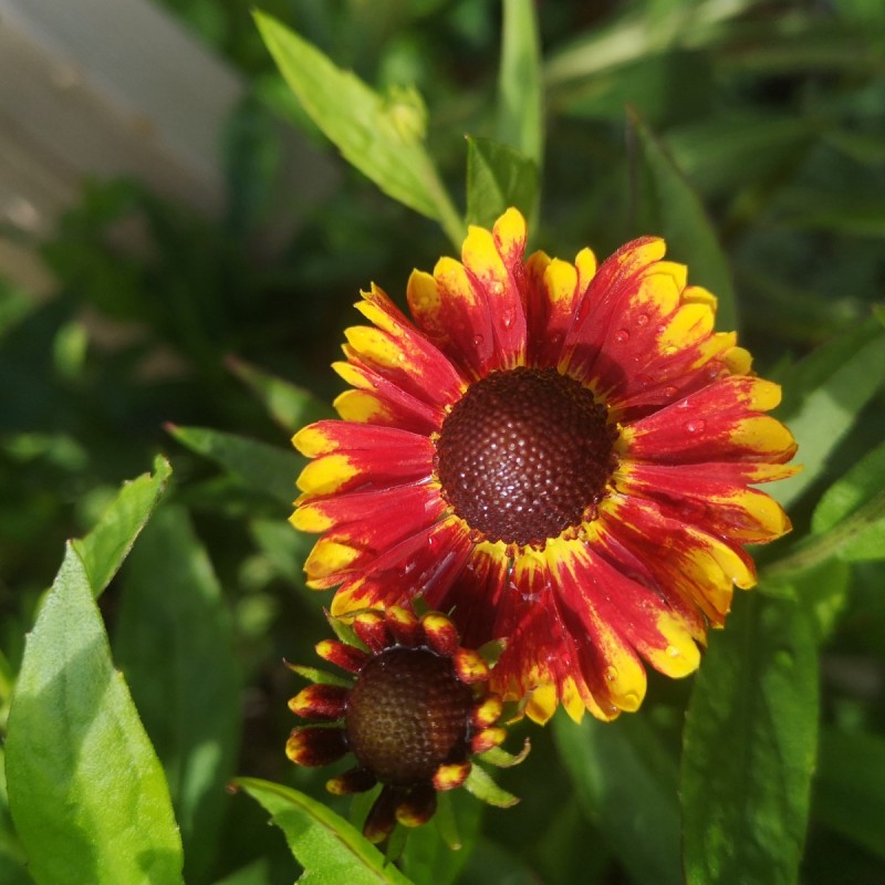 Solbrud Bandera - Helenium autumnale Bandera